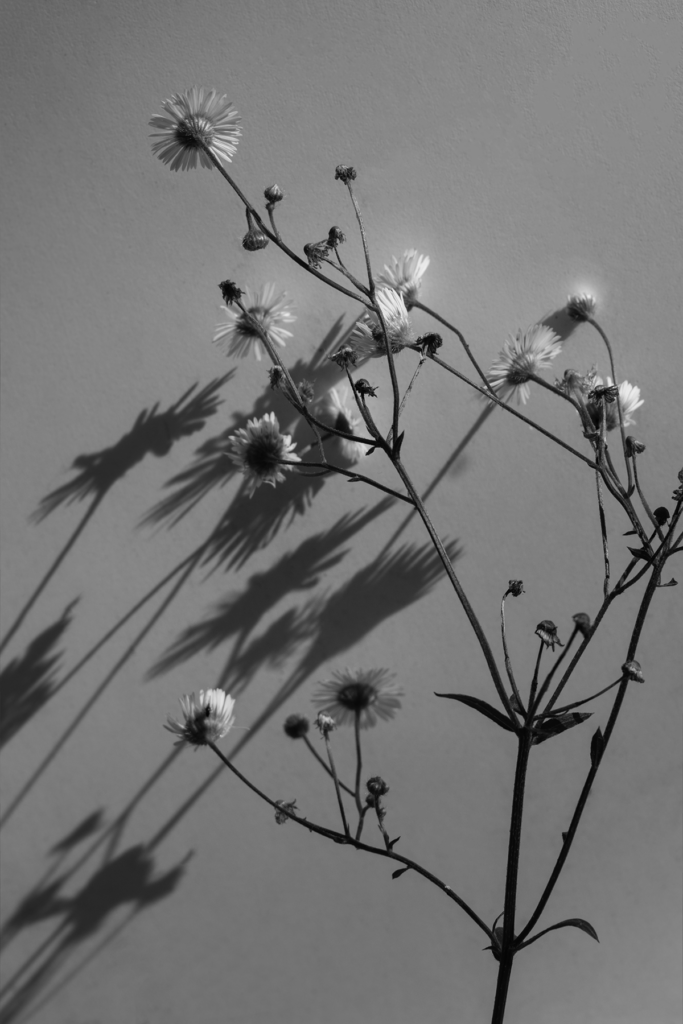 Botany: [Matricatia]
