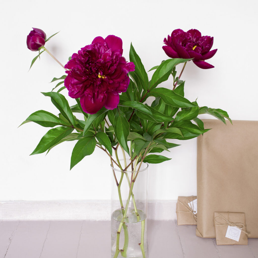 The sevAnn Burgundy Peonies 1