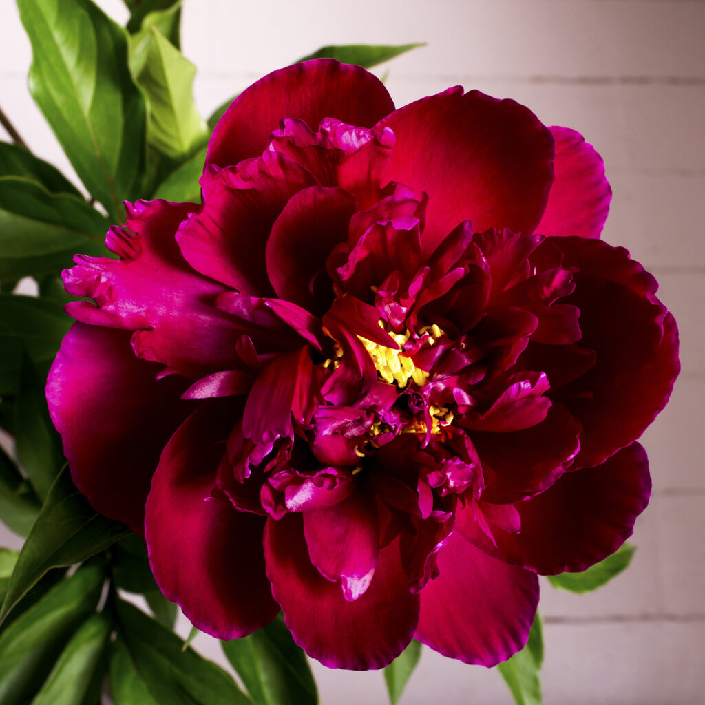 The sevAnn Burgundy Peonies 2