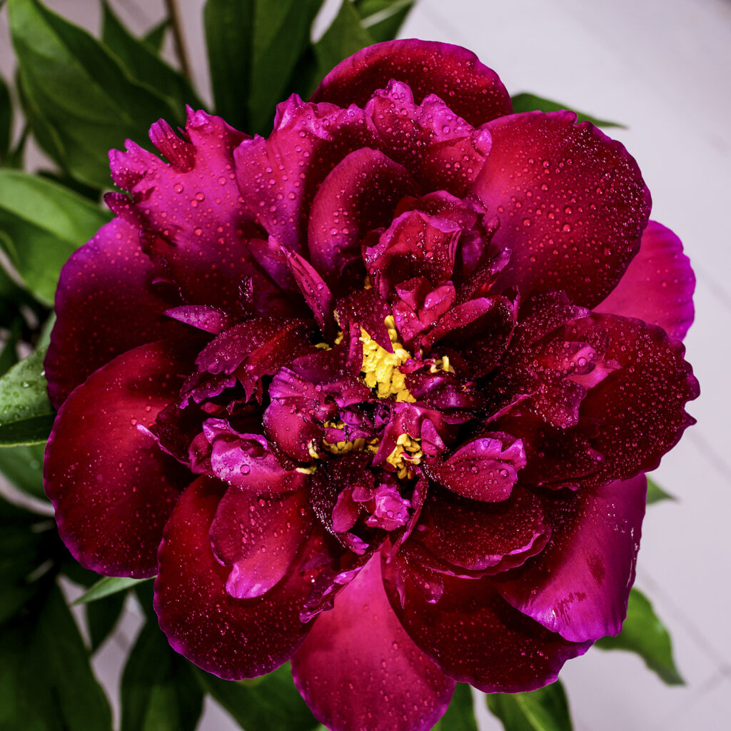 The sevAnn Burgundy Peonies 3