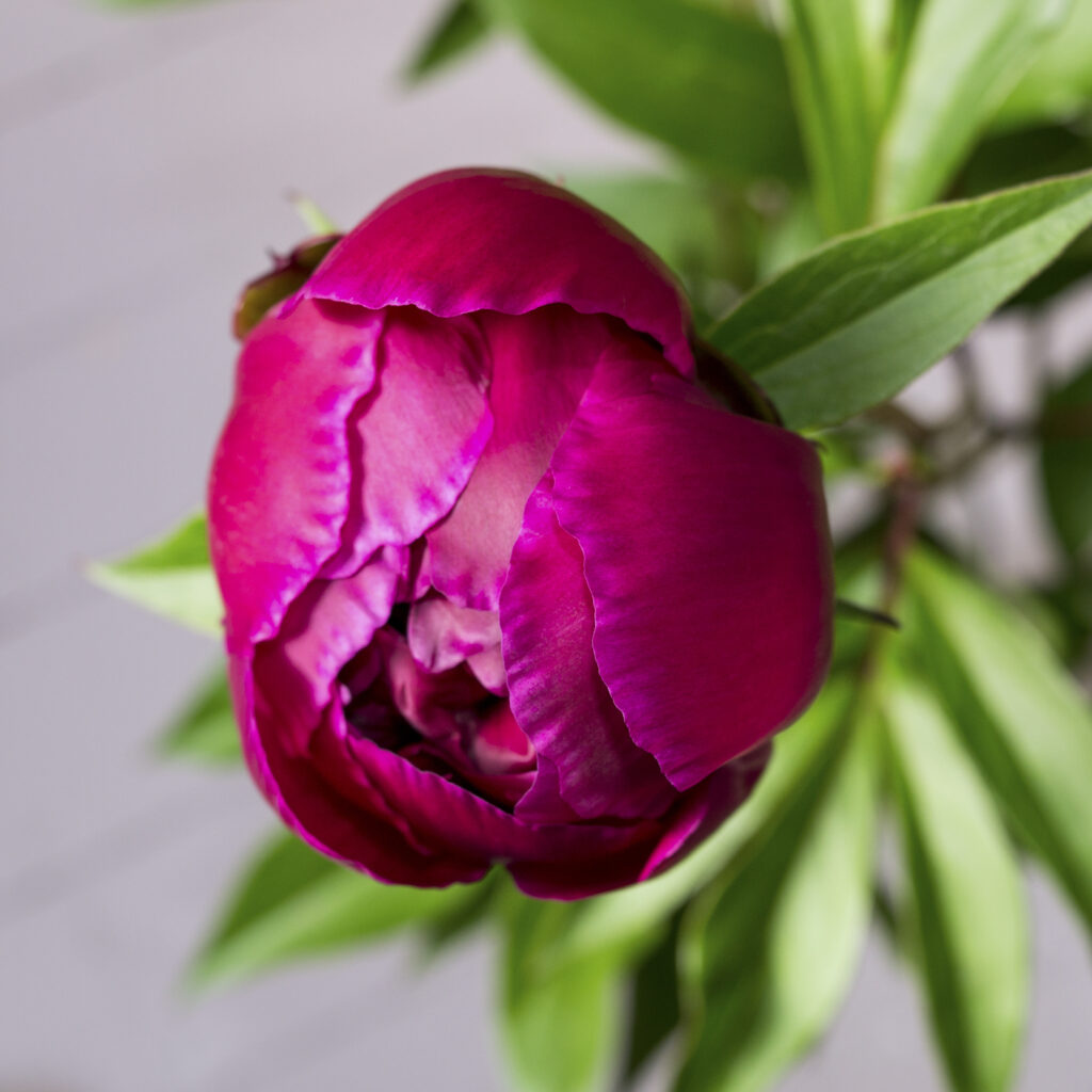 The sevAnn Burgundy Peonies 4