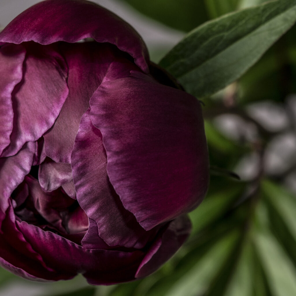 The sevAnn Burgundy Peonies 5