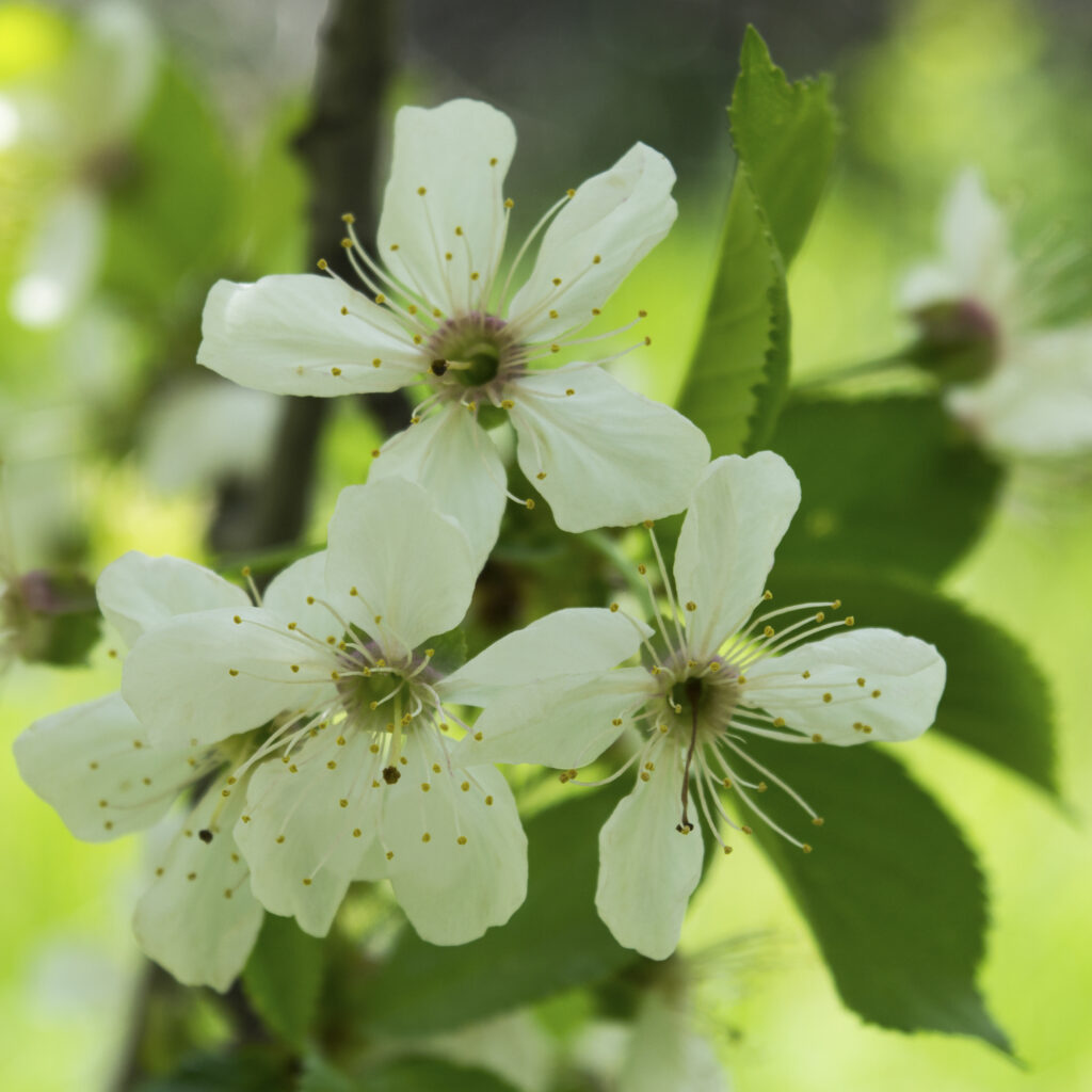 The sevAnn - Spring 2018 - 12