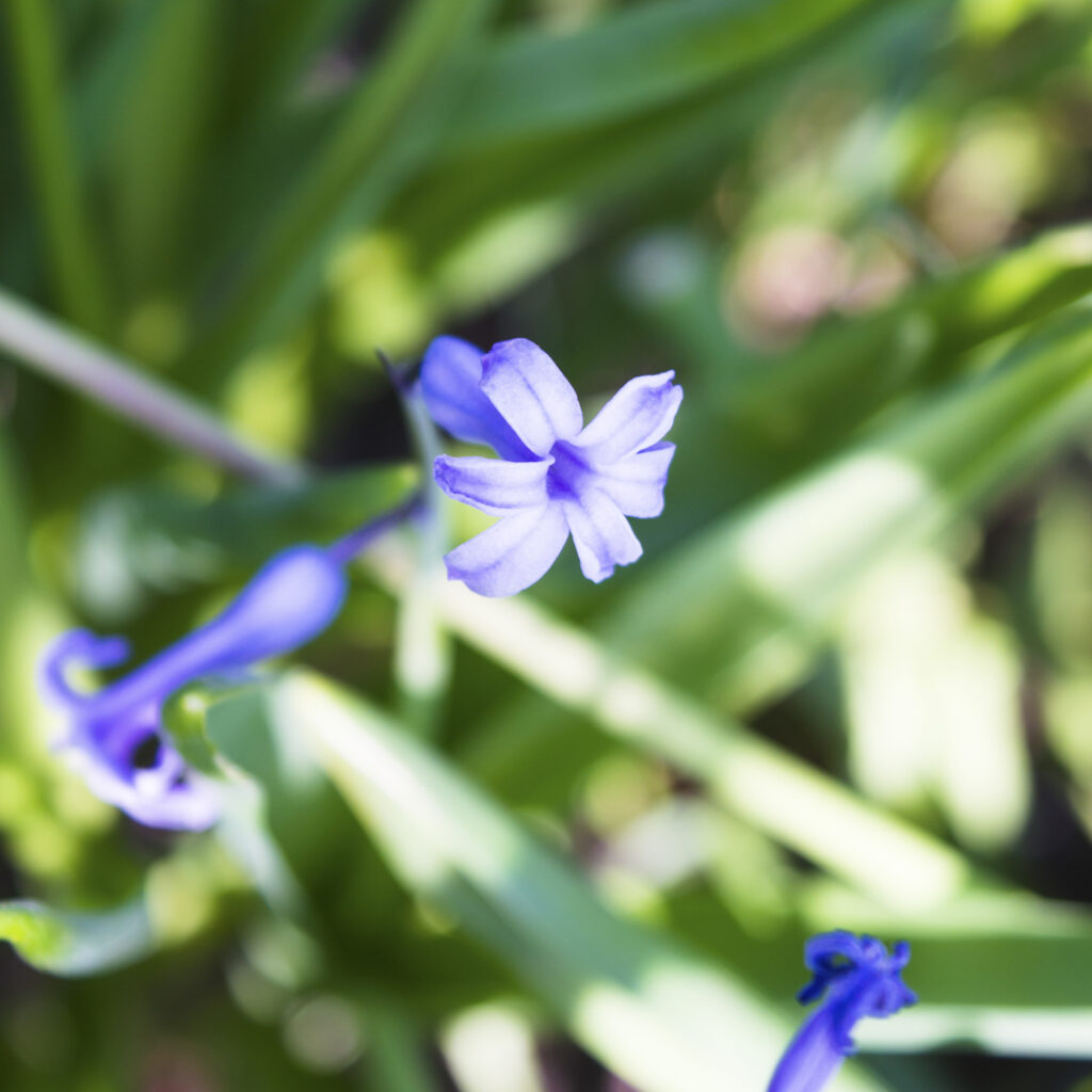 The sevAnn - Spring 2018 - 2
