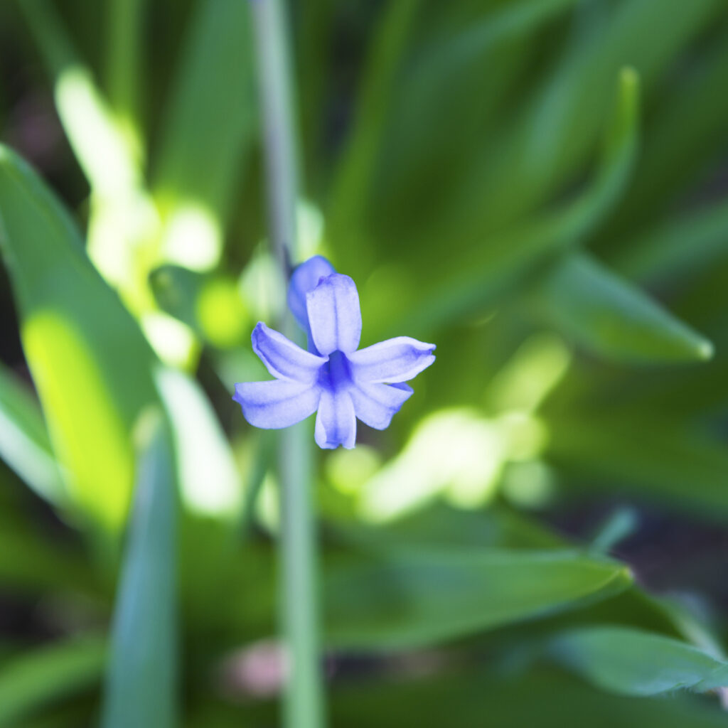 The sevAnn - Spring 2018 - 3